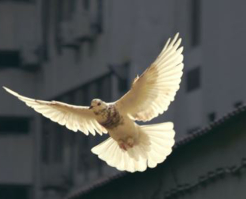 Eine weiße Taube fliegt mit ausgebreiteten Flügeln an dem Betrachter vorbei