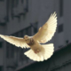Eine weiße Taube fliegt mit ausgebreiteten Flügeln an dem Betrachter vorbei